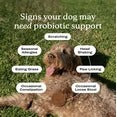 PetLab Co. Probiotic Chews for Dogs – 30 Count